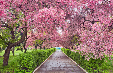 Park with alley of blossoming red apple trees.