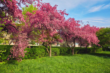 Ornamental garden with majestically blossoming large cherry trees