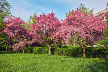 Ornamental garden with majestically blossoming large cherry trees