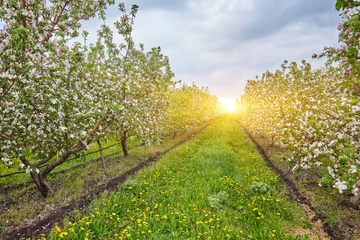 Foto op Plexiglas Blossoming apple orchard in spring. © Ryzhkov Oleksandr