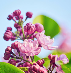 Obraz premium Spring flowers - blooming lilac flowers