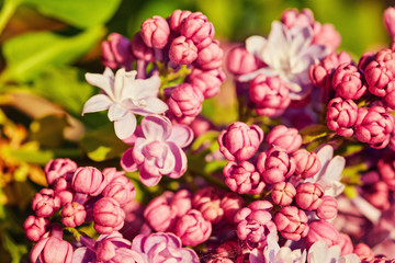 Macro image of spring lilac violet flowers