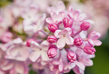 Naklejka na ściany i meble Spring flowers - blooming lilac flowers