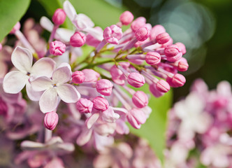 Spring flowers - blooming lilac flowers