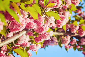 Beautiful cherry blossom sakura in spring time