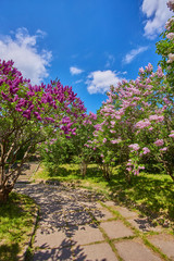 Fototapeta na wymiar Park with blooming lilac trees