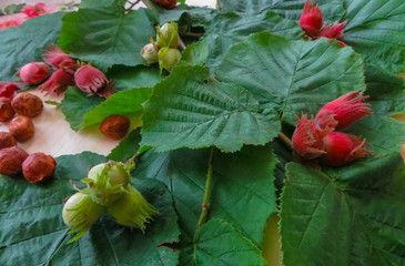 Different hazel nuts against the background of green leaves.