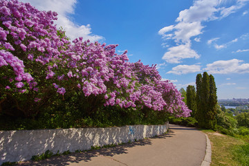 Park with blooming lilac trees