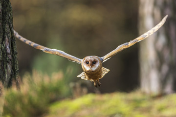 barn owl, tyto alba