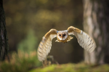 barn owl, tyto alba