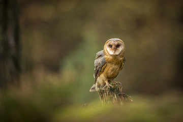 barn owl, tyto alba