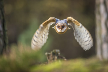 barn owl, tyto alba