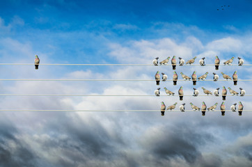 Individuality concept, birds on a wire alone against mass