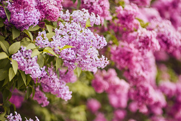 Lilac blooms. A beautiful bunch of lilac closeup. Green branch with spring flowers.