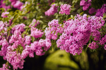 Fragrant lilac blossoms Syringa vulgaris . Shallow depth of field