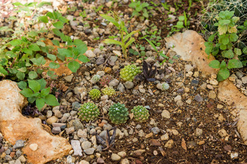 Various cacti planted on the ground, close up shot  