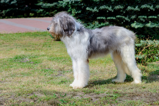 Romanian Shepherd dog profile. Romanian Mioritic Shepherd Dog is on the grass.