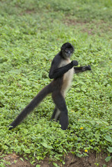 spider monkey adult walking on ground, Guatemala, latin america. exotic primate walking like human in tropical jungle. Spider monkey in national park, Guatemala, Izabal. Ateles.