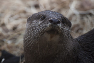 Otter