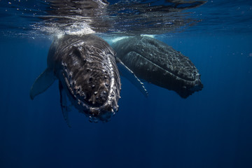 Humpback Whales And Calf
