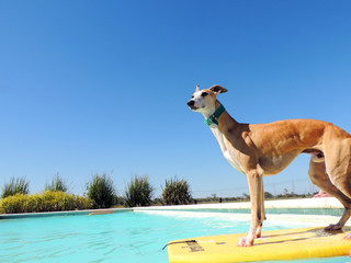 Surfer Whippet