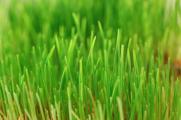 Obraz na płótnie Canvas Fresh wheat grass, closeup
