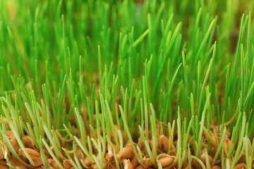 Fresh wheat grass, closeup