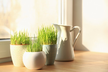 Pots with wheat grass on table near window