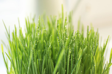Fototapeta na wymiar Fresh wheat grass with water drops, closeup