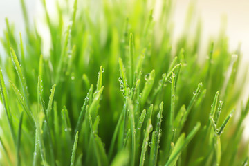 Obraz na płótnie Canvas Fresh wheat grass with water drops, closeup