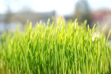 Fresh wheat grass, closeup