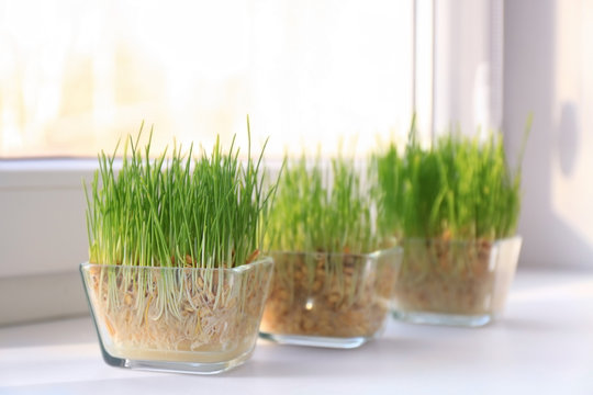 Glass bowls with wheat grass on windowsill