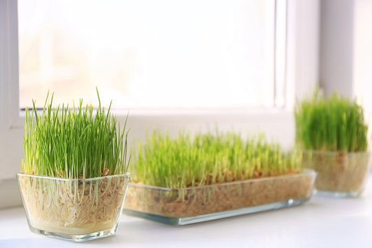 Glass bowls with wheat grass on windowsill