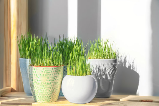 Pots with wheat grass on shelf indoors