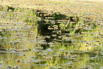 Aquactic plants in the coast of Parana River in Entre Rios, Argentina