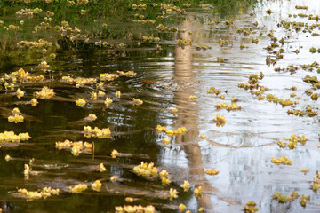 Aquactic plants in the coast of Parana River in Entre Rios, Argentina