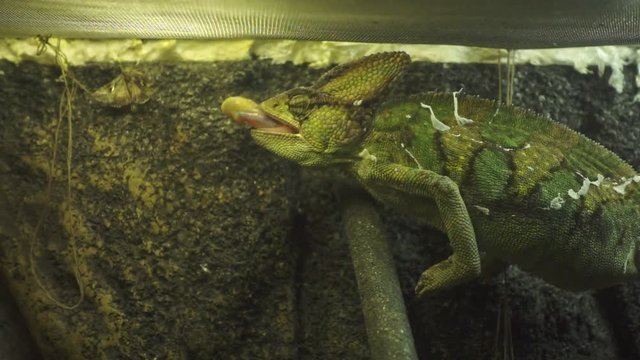 Wild animal in captivity. Close up of green chameleon hunting on branches in glass terrarium. Slow motion of aggressive chameleon jumping to catch butterfly. Hungry lizard trying to capture her food