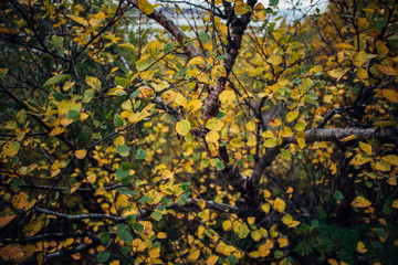 Fall Foliage in Iceland