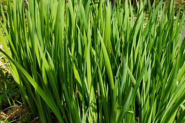 Fototapeta na wymiar Siberian iris or Siberian flag it has long green grass-like leaves
