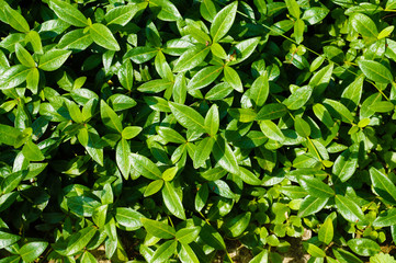 Fototapeta na wymiar Vinca minor commonly known as vinca or periwinkle is a popular ground cover plant