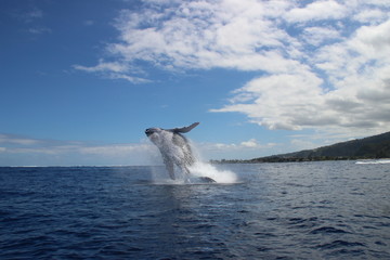 Humpback whales jump  - obrazy, fototapety, plakaty