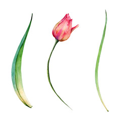 Set of spring flowers. Isolated on white background. 