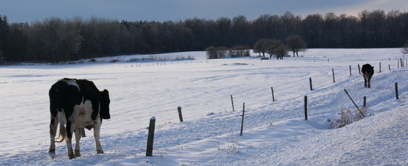 Two Holstein cows walking on path in snowy winter