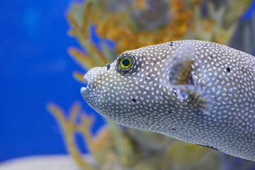 Arothron nigropunctatus. Dotted fugu fish beside a coral