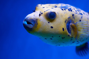 arothron nigropunctatus yellow. fugy fish