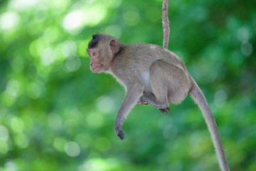 可愛いサル