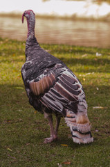 big wild gobbler turkey walks in the Park grass lawn meadow