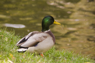 Naklejka na ściany i meble duck male on the lake, sitting on the grass