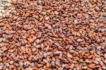 Background of cocoa beans drying in the sun