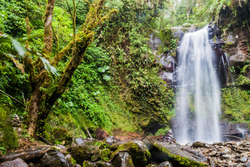 Fototapeta premium Waterfall in a cloud forest near Boquete, Panama. Accessible by Lost Waterfalls hiking trail.